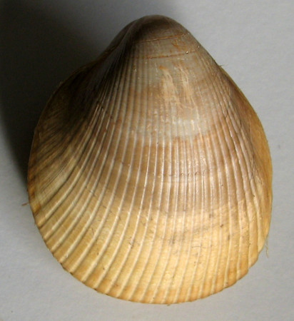 Laevicardium oblongum , (Gmelin, 1791)
